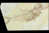 Bargain, Diplomystus Fossil Fish - Wyoming #126009-1